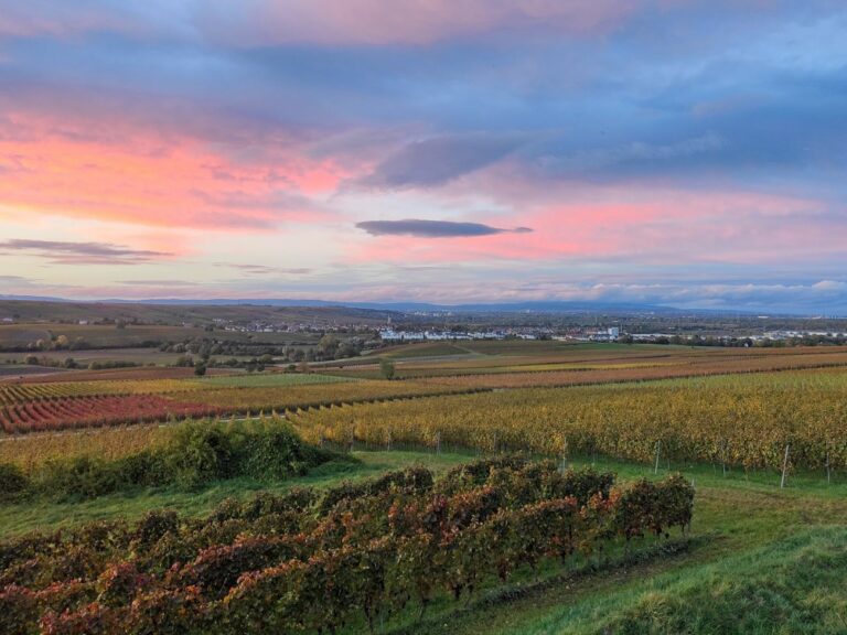 Weingut Gottwald - Ausblick von Straußwirtschaft über Weinberge auf Bodenheim und Taunus