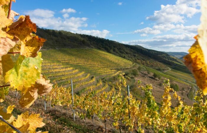 Querterrassen in den Weinbergen vom Weingut Laquai, Lorch