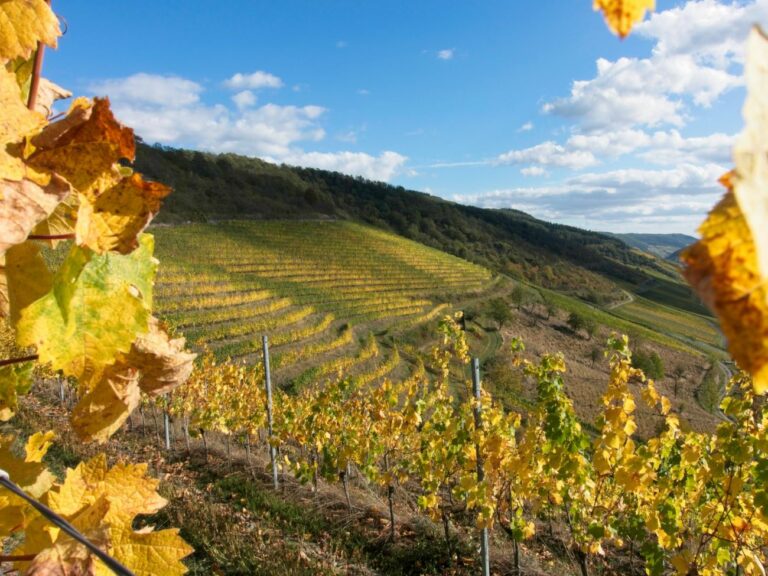Querterrassen in den Weinbergen vom Weingut Laquai, Lorch