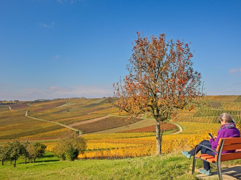 Herbstfarben in den Weinbergen bei Zornheim