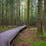 Tier-Freigelände Lusen im Nationalpark Bayerischer Wald