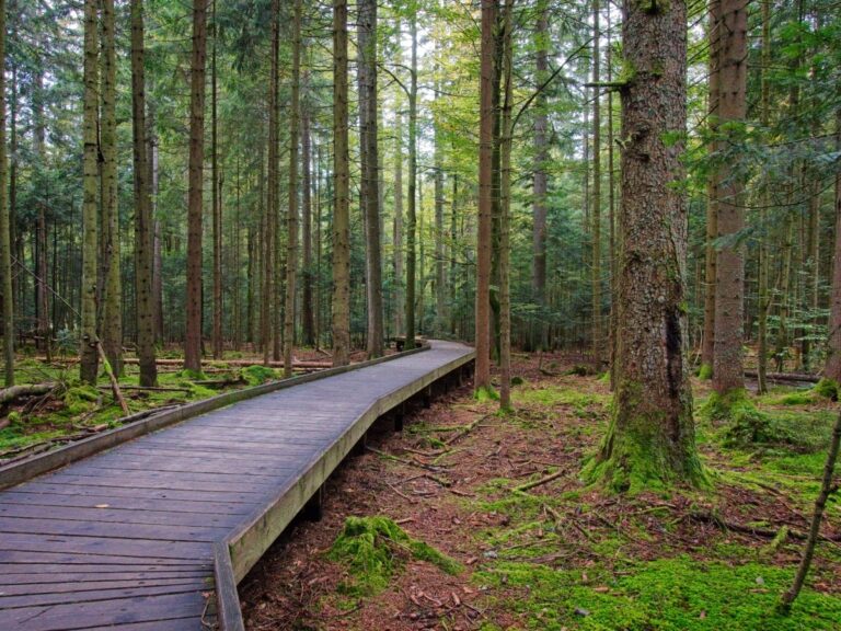 Tier-Freigelände Lusen im Nationalpark Bayerischer Wald